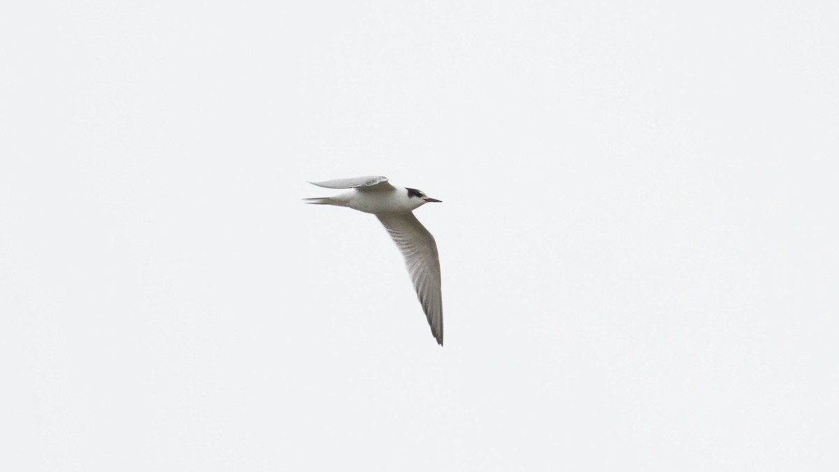 Arctic Tern - ML135901981