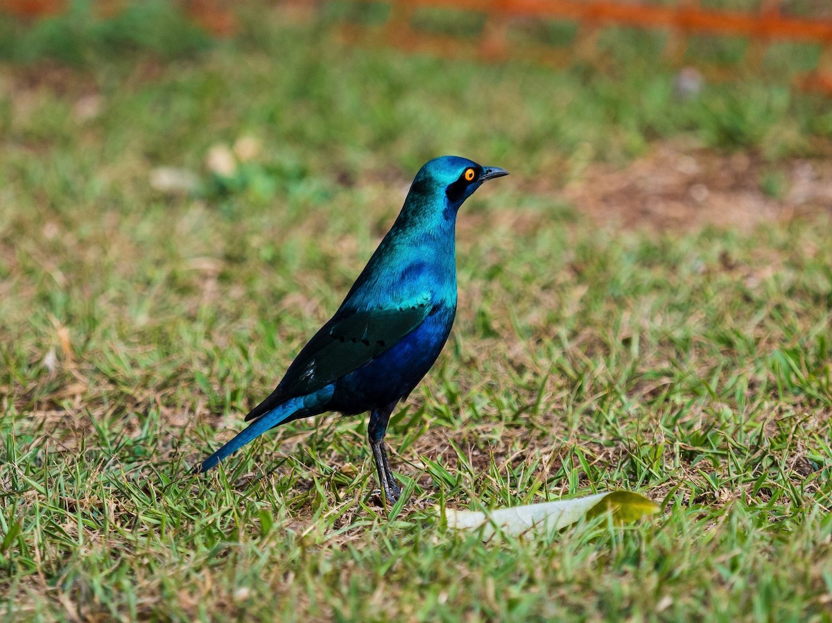 Greater Blue-eared Starling - 宇杰 彭