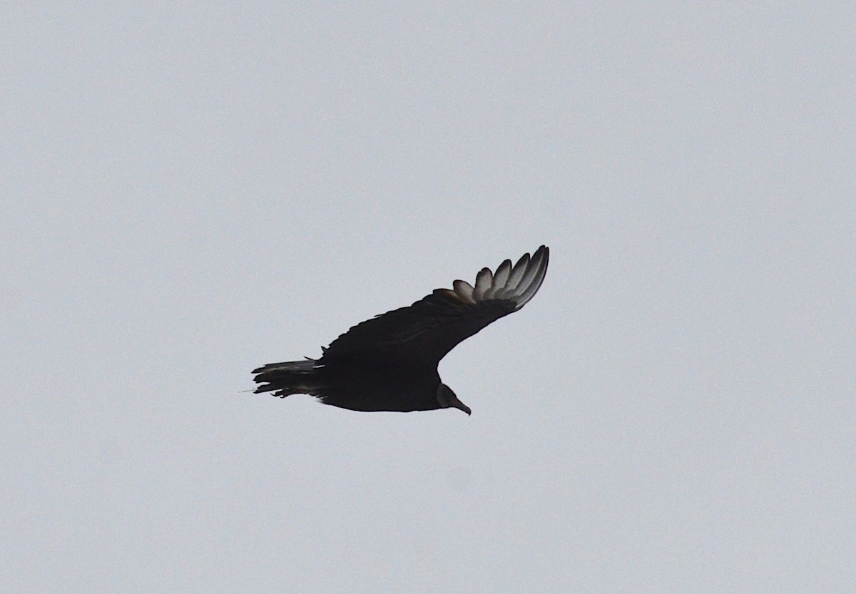 Black Vulture - ML135904611