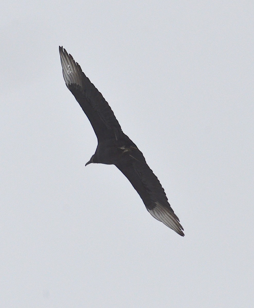 Black Vulture - ML135904621