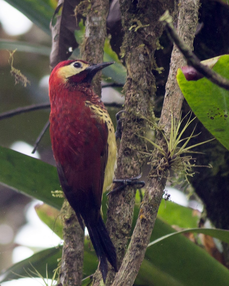 Crimson-mantled Woodpecker - ML135906111