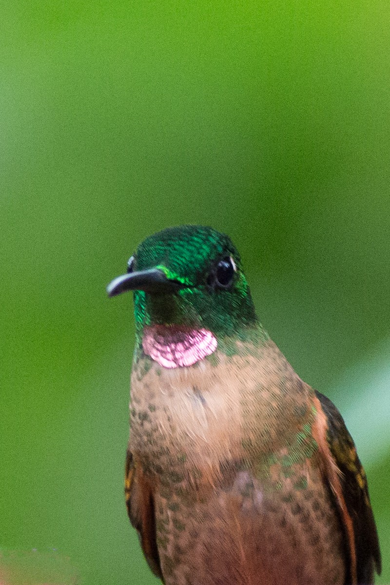 kolibřík hnědobřichý - ML135907871