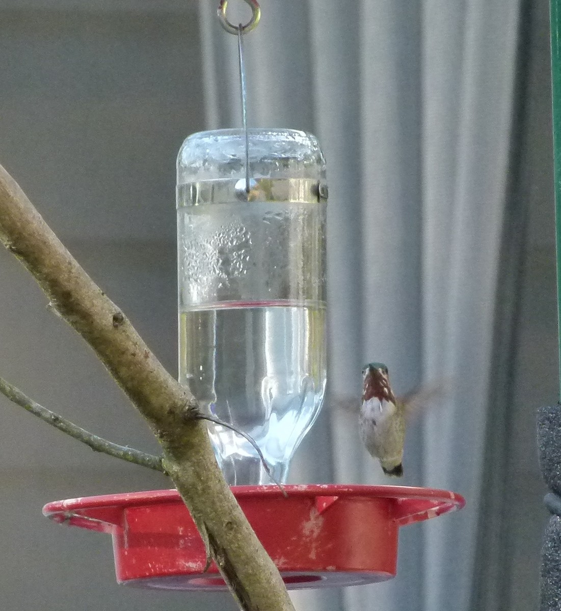Calliope Hummingbird - Susan Killeen