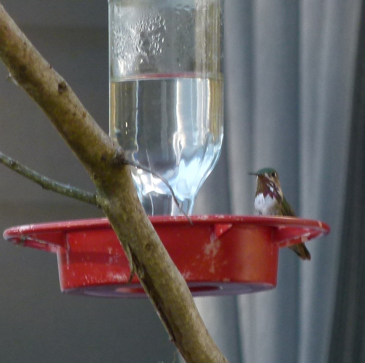 Calliope Hummingbird - Susan Killeen