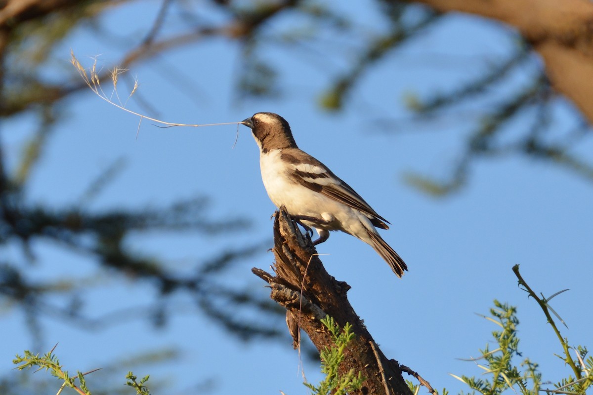White-browed Sparrow-Weaver - ML135908891