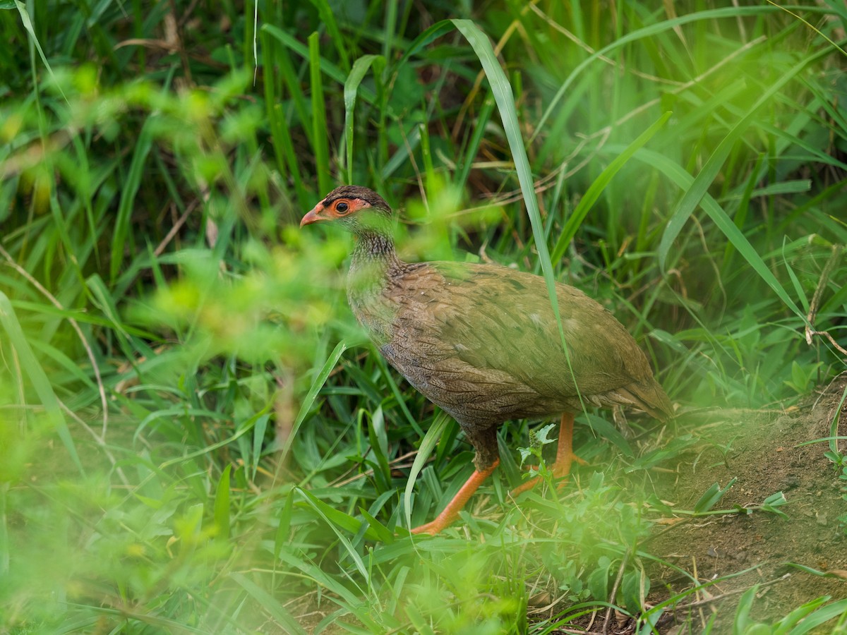 Red-necked Spurfowl - 宇杰 彭