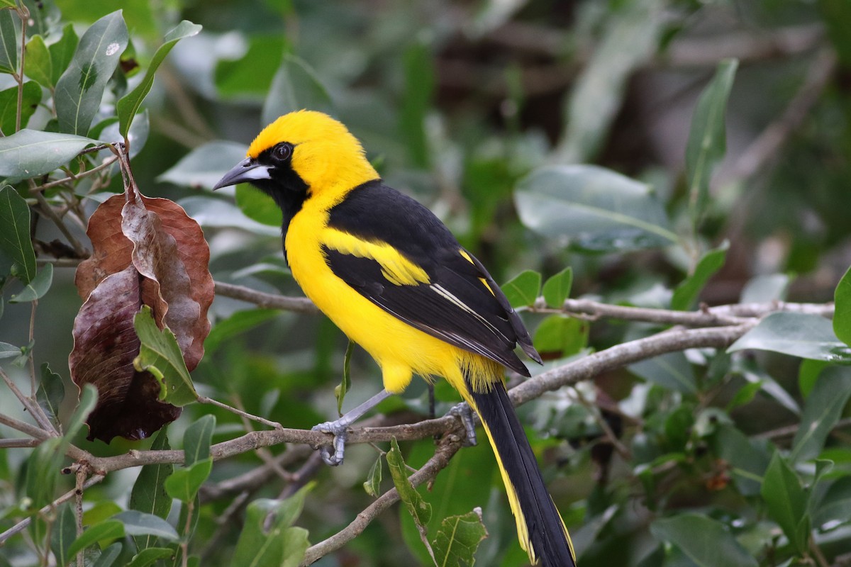 Yellow-tailed Oriole - ML135910171