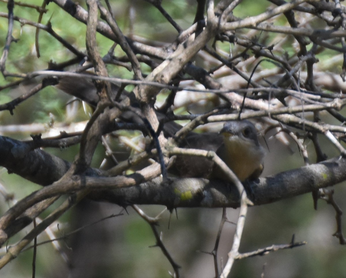Mangrove Cuckoo - ML135910801