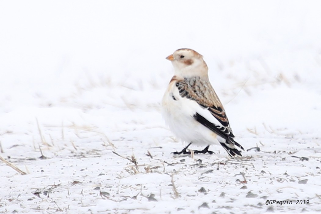 Snow Bunting - Guy Paquin