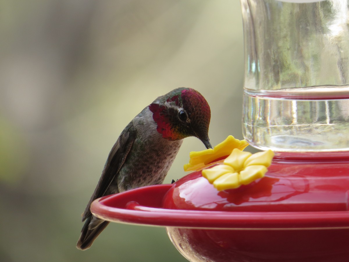 Anna's Hummingbird - Warren Leow