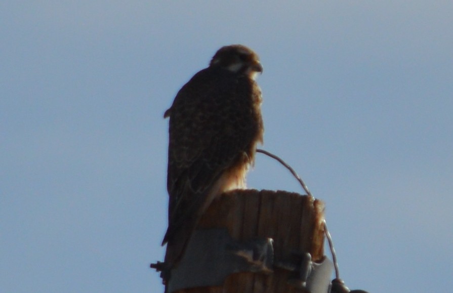 Prairie Falcon - Nick Worth