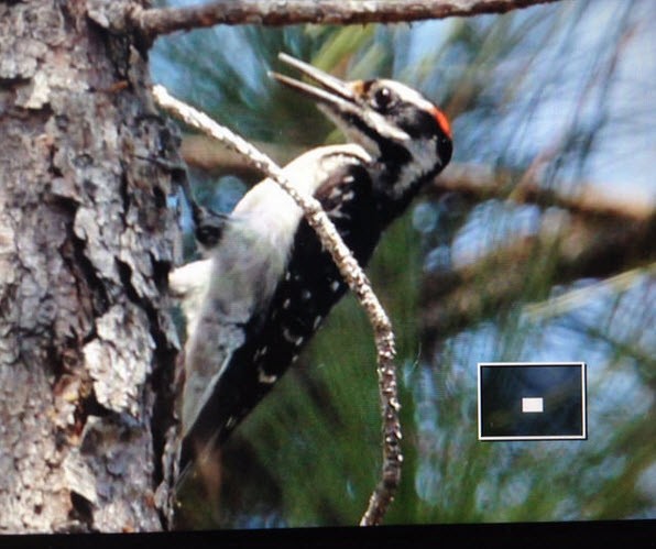 Ebird Checklist Jun Faver Dykes Sp Species