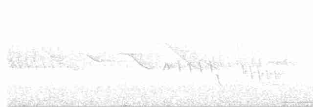 White-tipped Dove - ML135918931