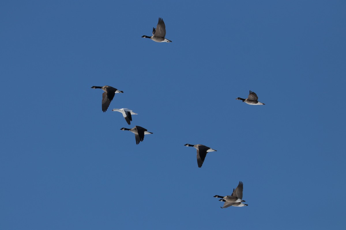 Greater White-fronted Goose - ML135919151