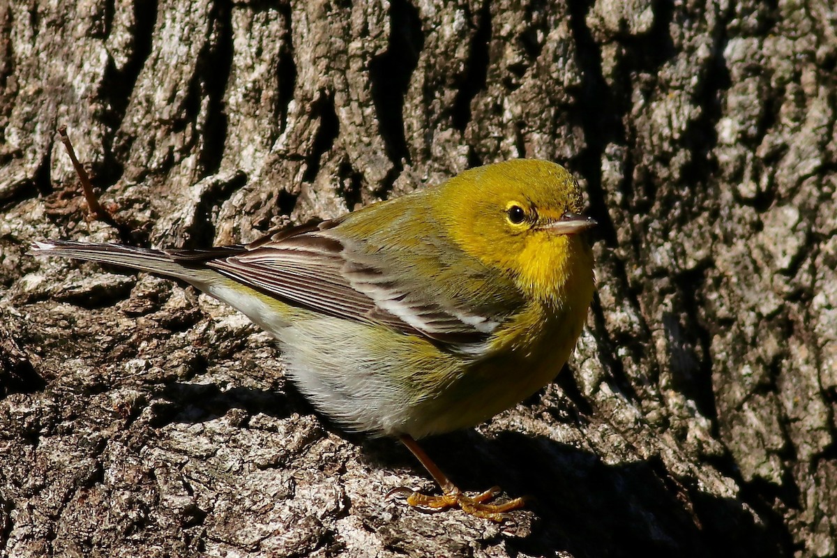 Pine Warbler - Ronald Newhouse