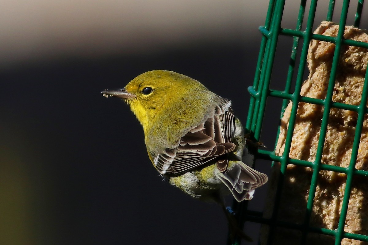 Pine Warbler - Ronald Newhouse