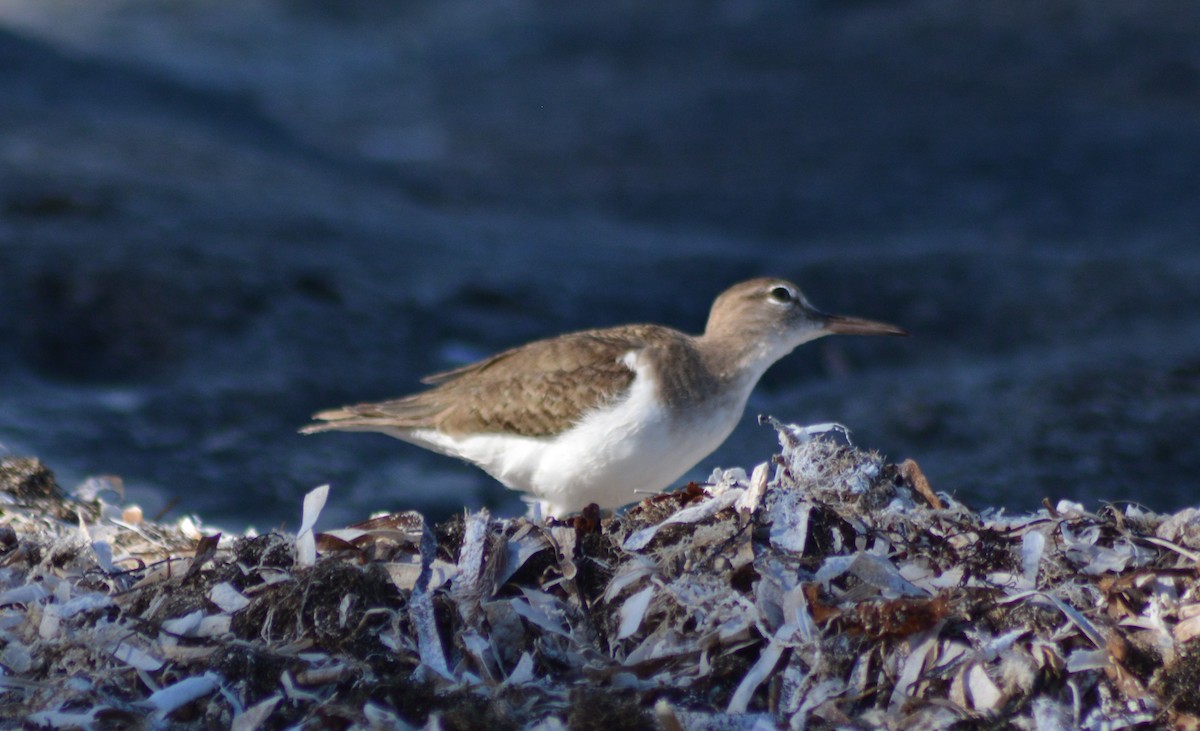Spotted Sandpiper - Keith M Kemp