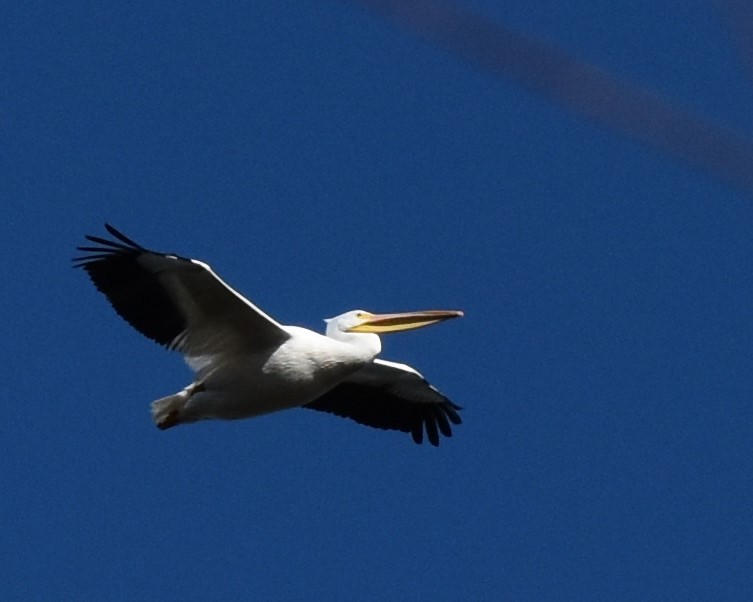 American White Pelican - ML135921341