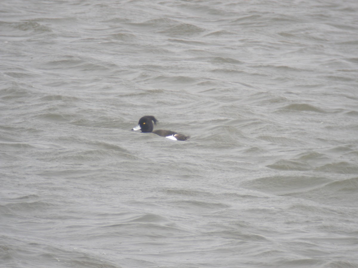 Tufted Duck - ML135923121