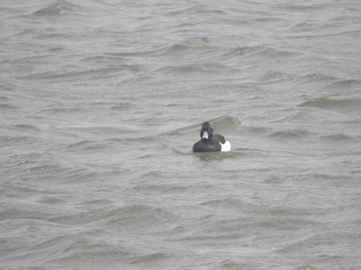 Tufted Duck - ML135923191