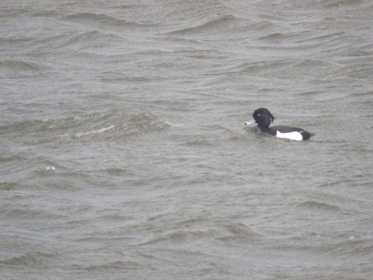 Tufted Duck - ML135923291