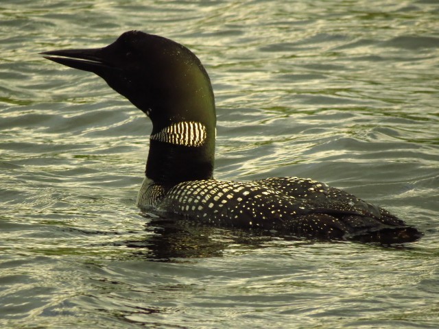Common Loon - Nick Glover