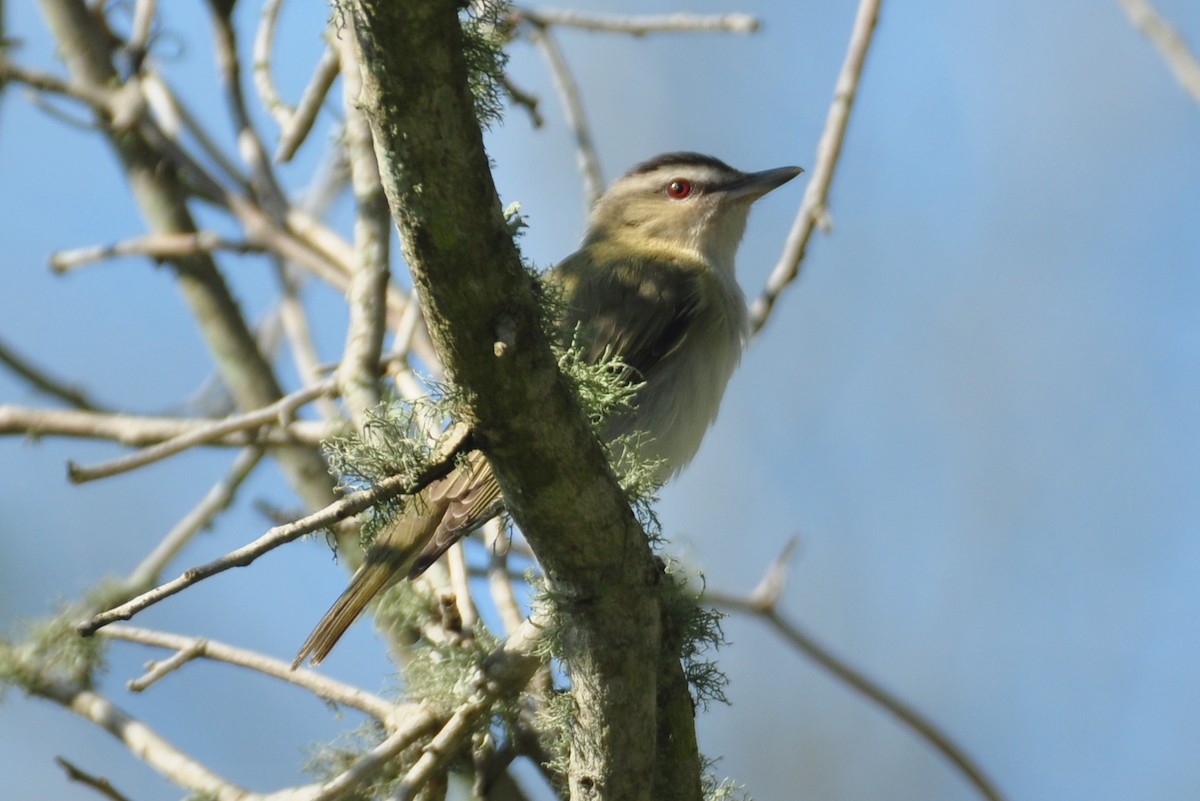 Red-eyed Vireo - Ethan Chaffee