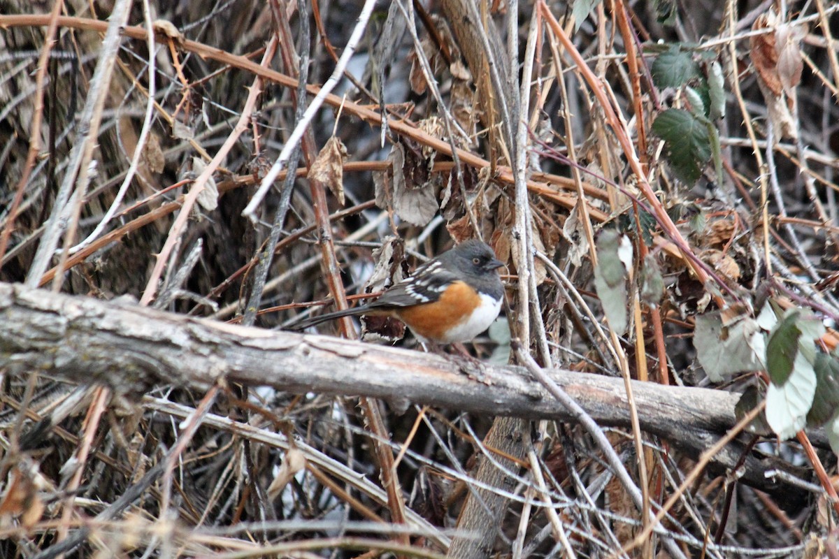 Spotted Towhee - David Edwards