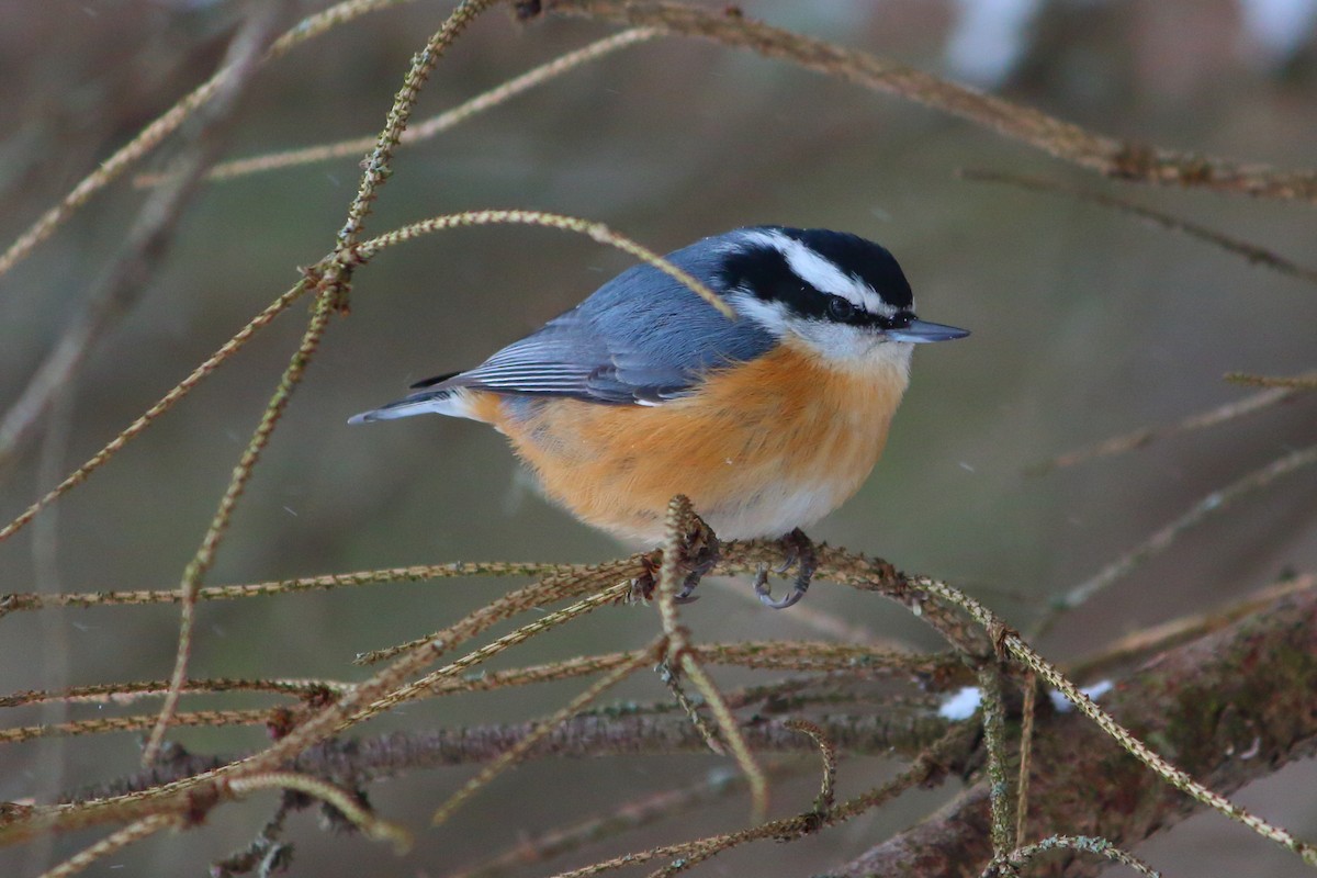 Red-breasted Nuthatch - ML135928141