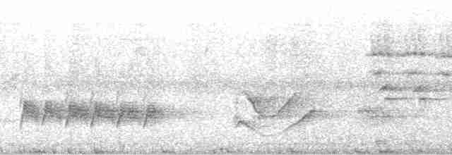 Merle à gorge blanche (groupe assimilis) - ML13593