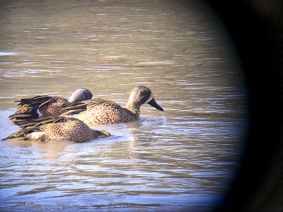 Blue-winged Teal - ML135931761
