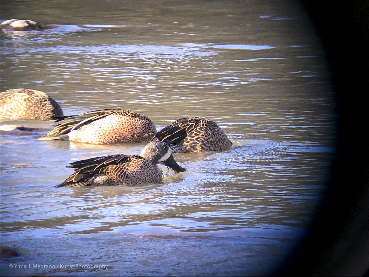Blue-winged Teal - ML135931771