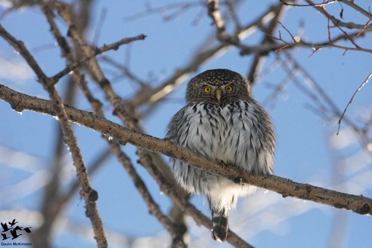 Northern Pygmy-Owl - Gavin McKinnon
