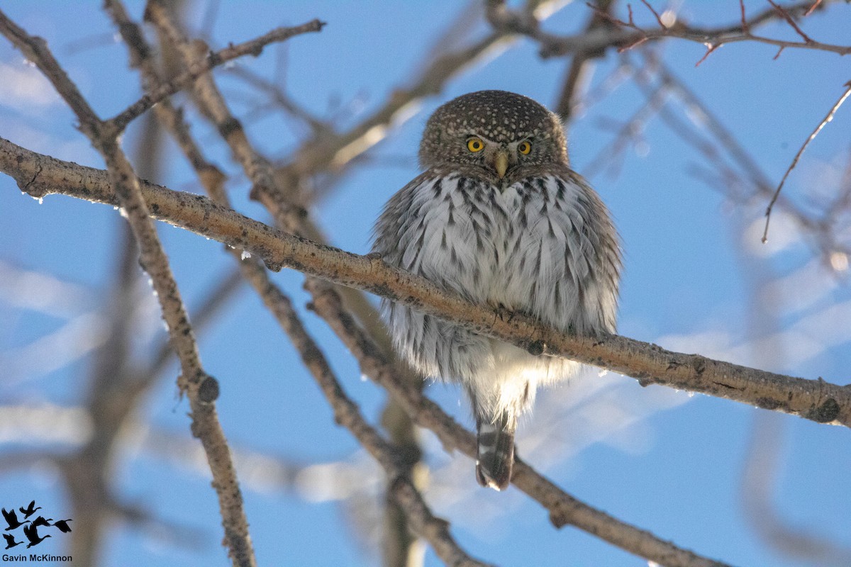 Northern Pygmy-Owl - Gavin McKinnon