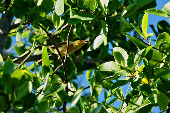 Hooded Warbler - Sadhu Govardhan