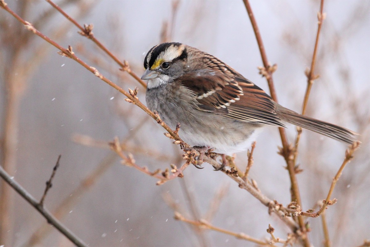 White-throated Sparrow - Quinten Wiegersma