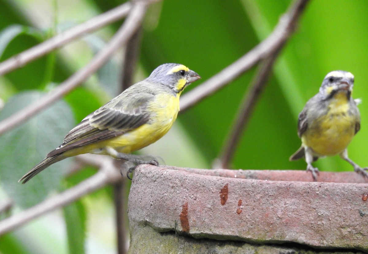 Yellow-fronted Canary - Sharon Lu
