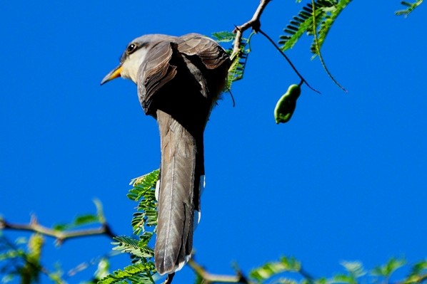 Mangrove Cuckoo - Sadhu Govardhan