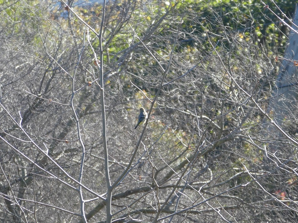 Western Tanager - ML135943901