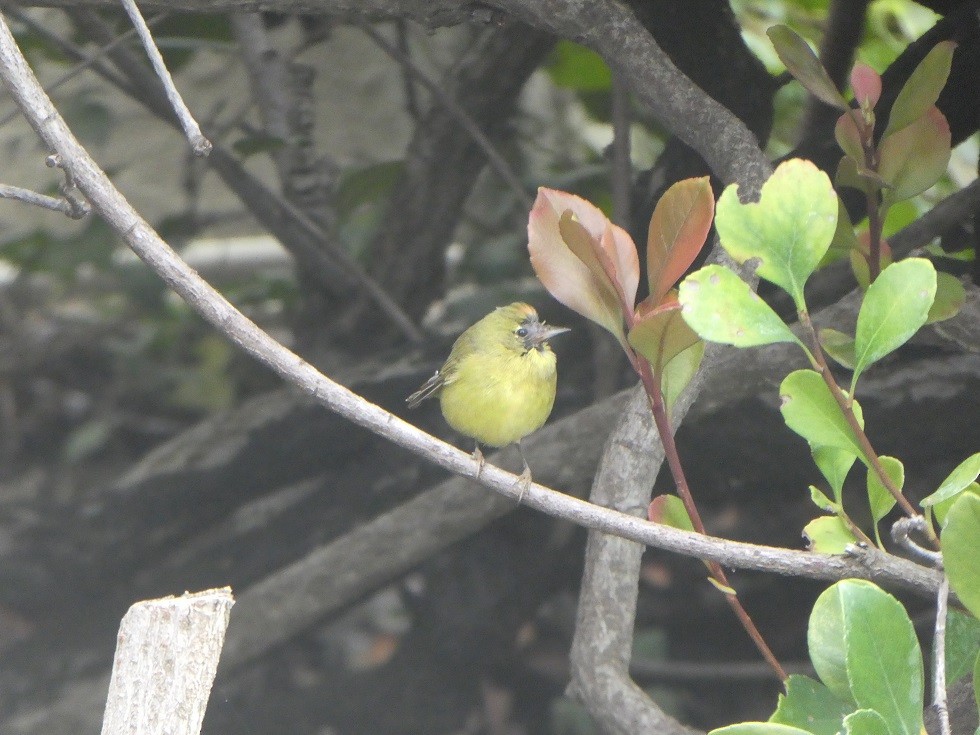 Orange-crowned Warbler - Tawni Gotbaum