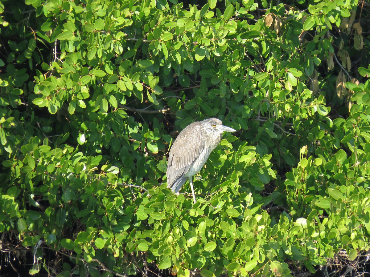Yellow-crowned Night Heron (Yellow-crowned) - Cole DiFabio