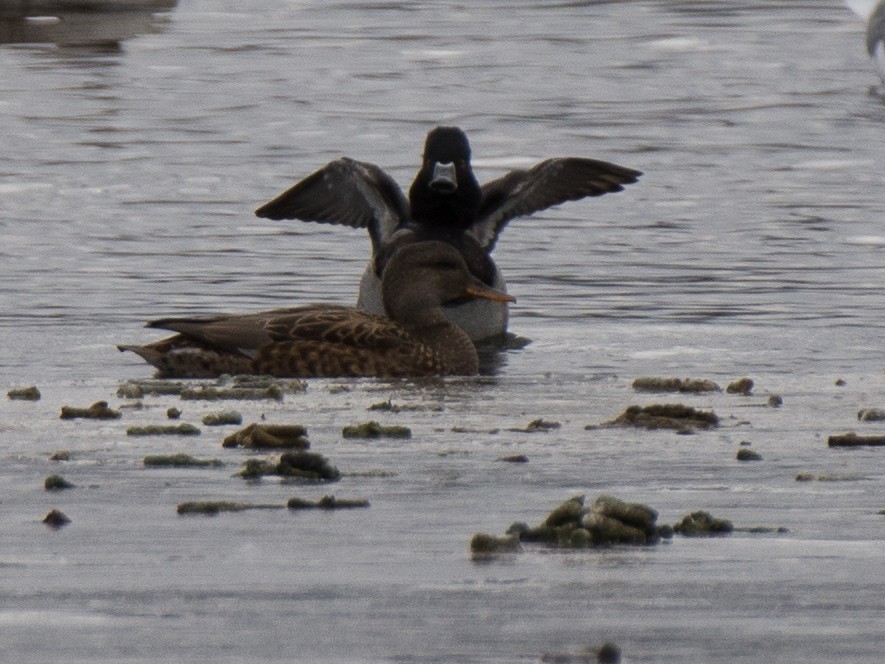 Ring-necked Duck - ML135945411