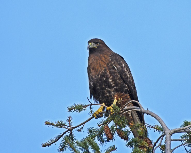 Red-tailed Hawk - ML135947921