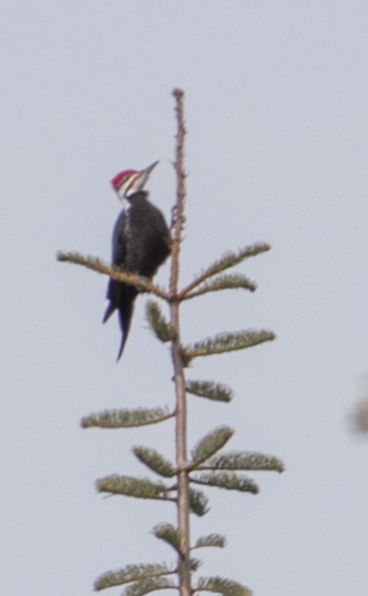 Pileated Woodpecker - Milton Vine