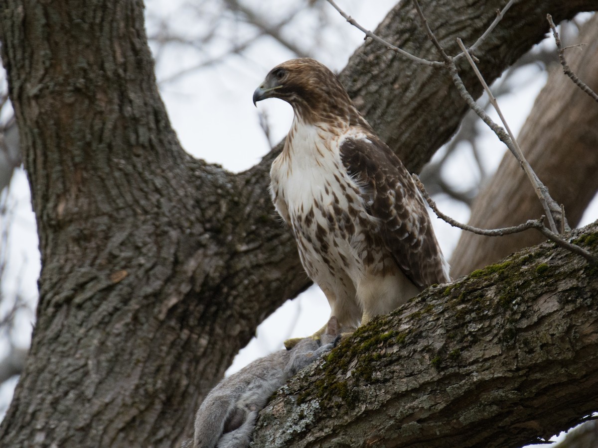 Red-tailed Hawk - ML135949241