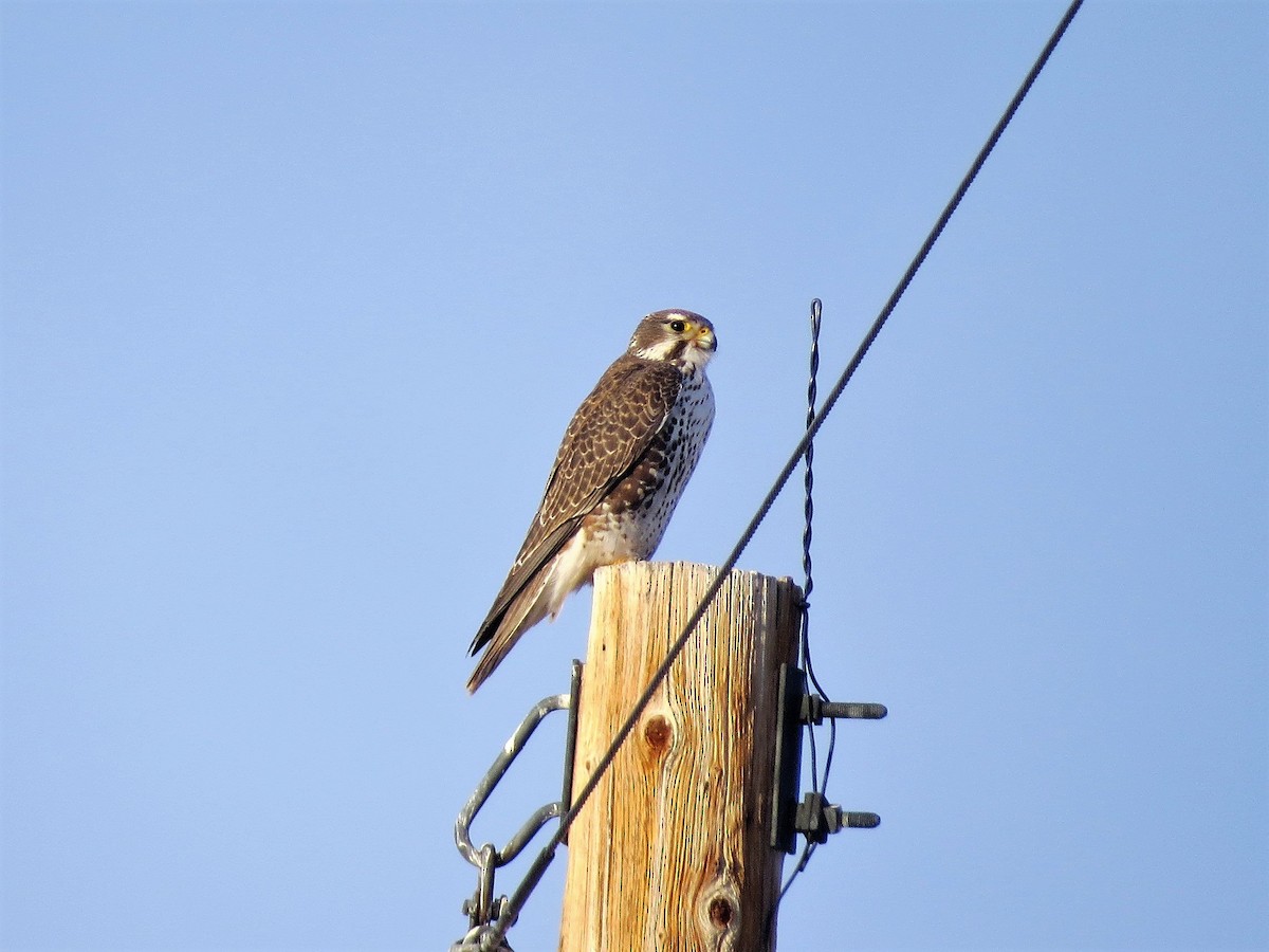 Prairie Falcon - Bob Hargis