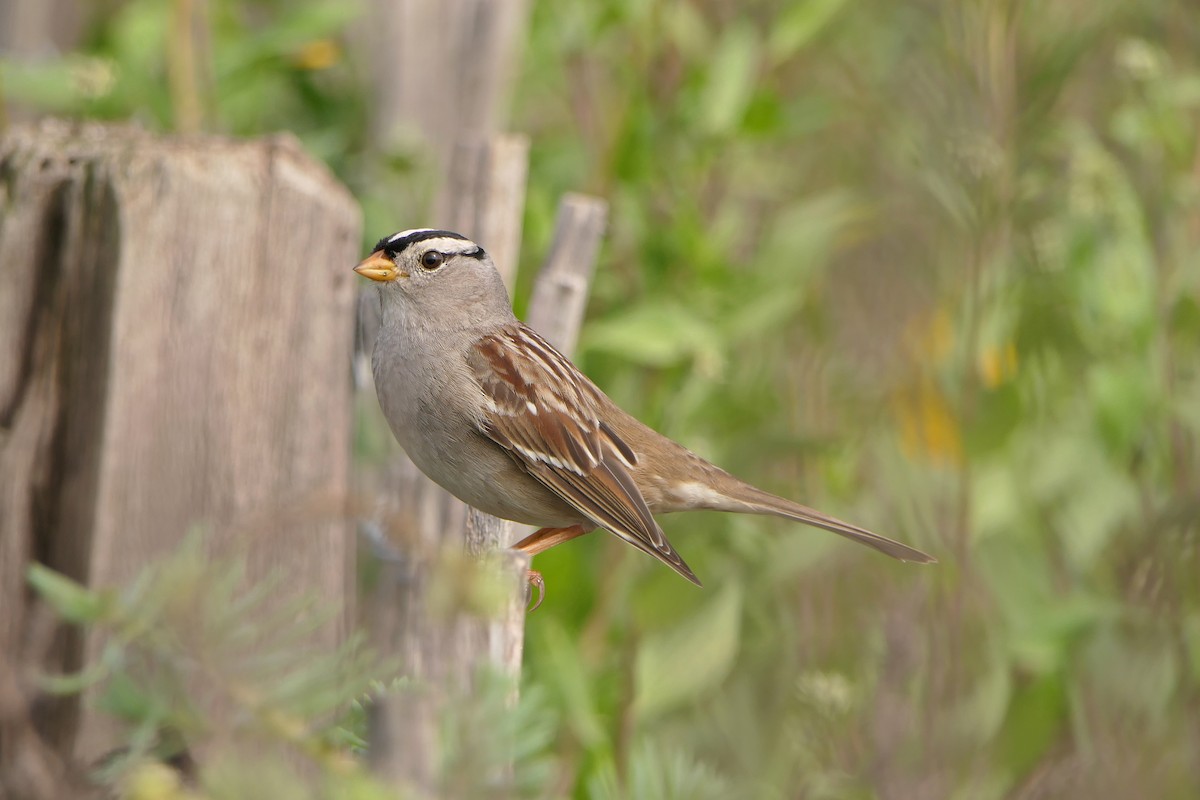White-crowned Sparrow (Gambel's) - Robert Hamilton