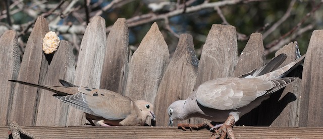 Bird feeding with Mourning Dove (<em class="SciName notranslate">Zenaida macroura</em>). - Eurasian Collared-Dove - 
