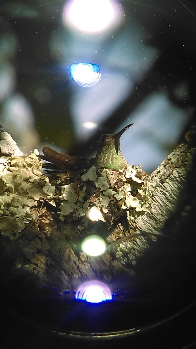 Scaly-breasted Hummingbird - ML135954341