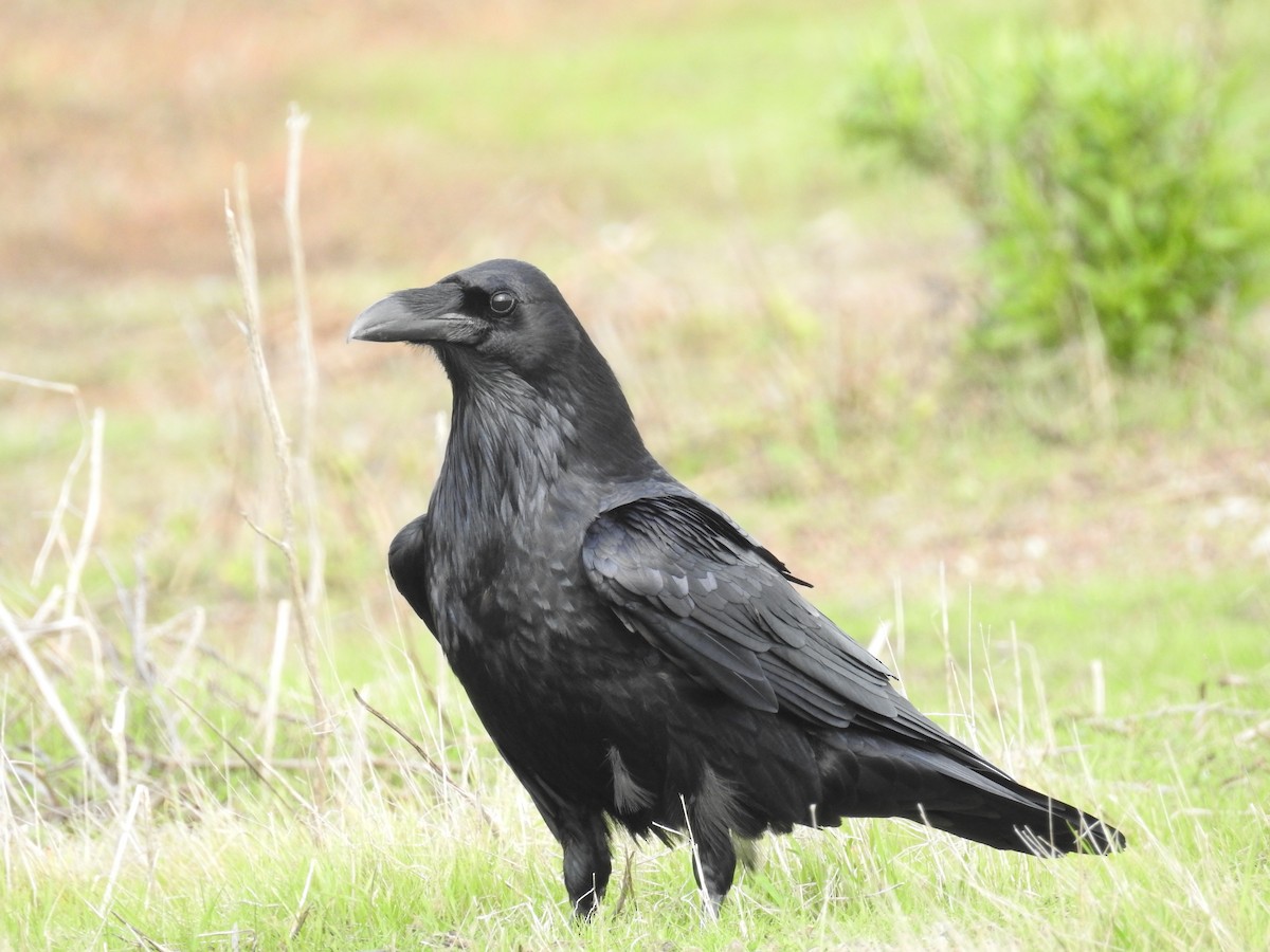 Common Raven - Ananth Ramaswamy